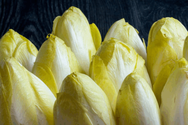 Endives de salle
