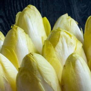 Endives de salle Nord