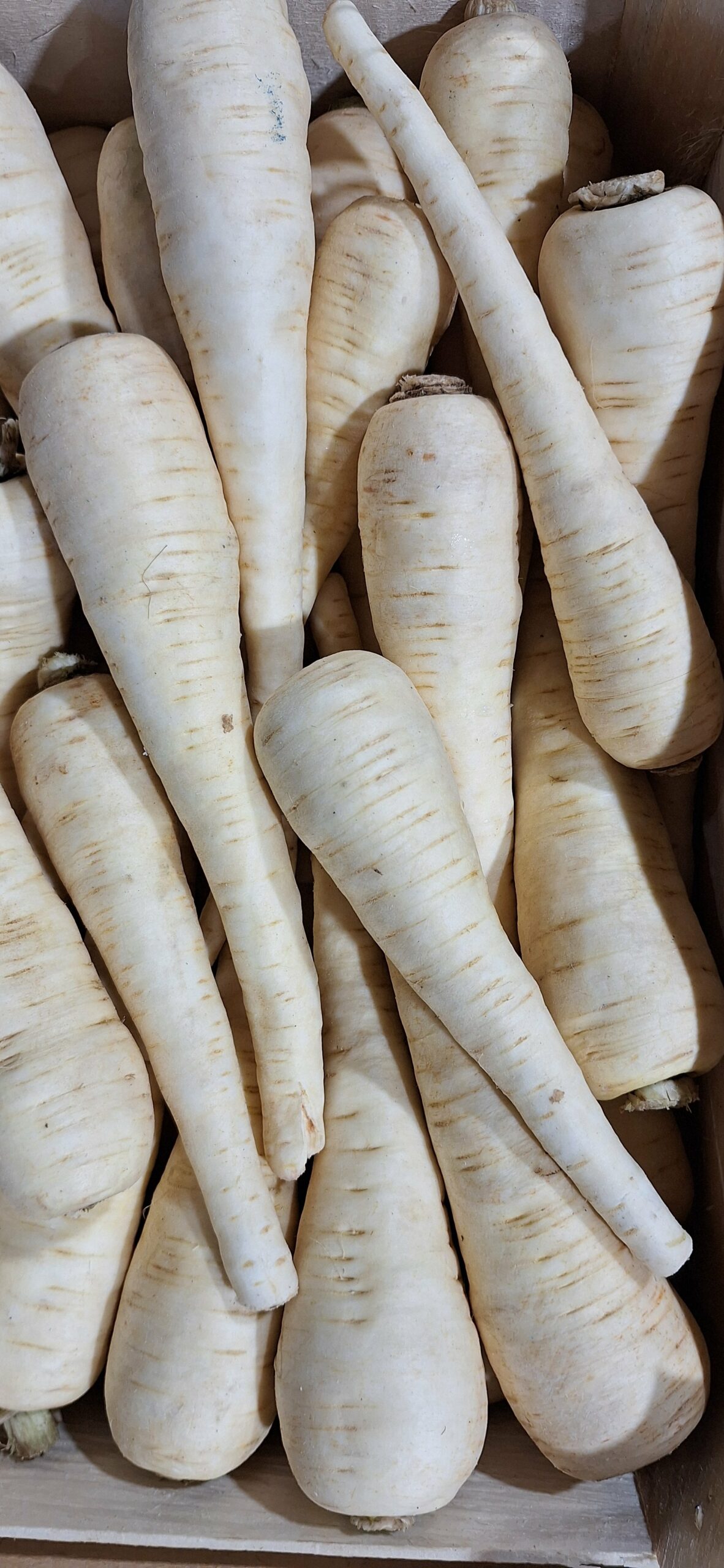 Panais 250g