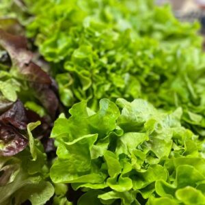 Salade fraîche