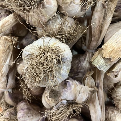 Ail blanc