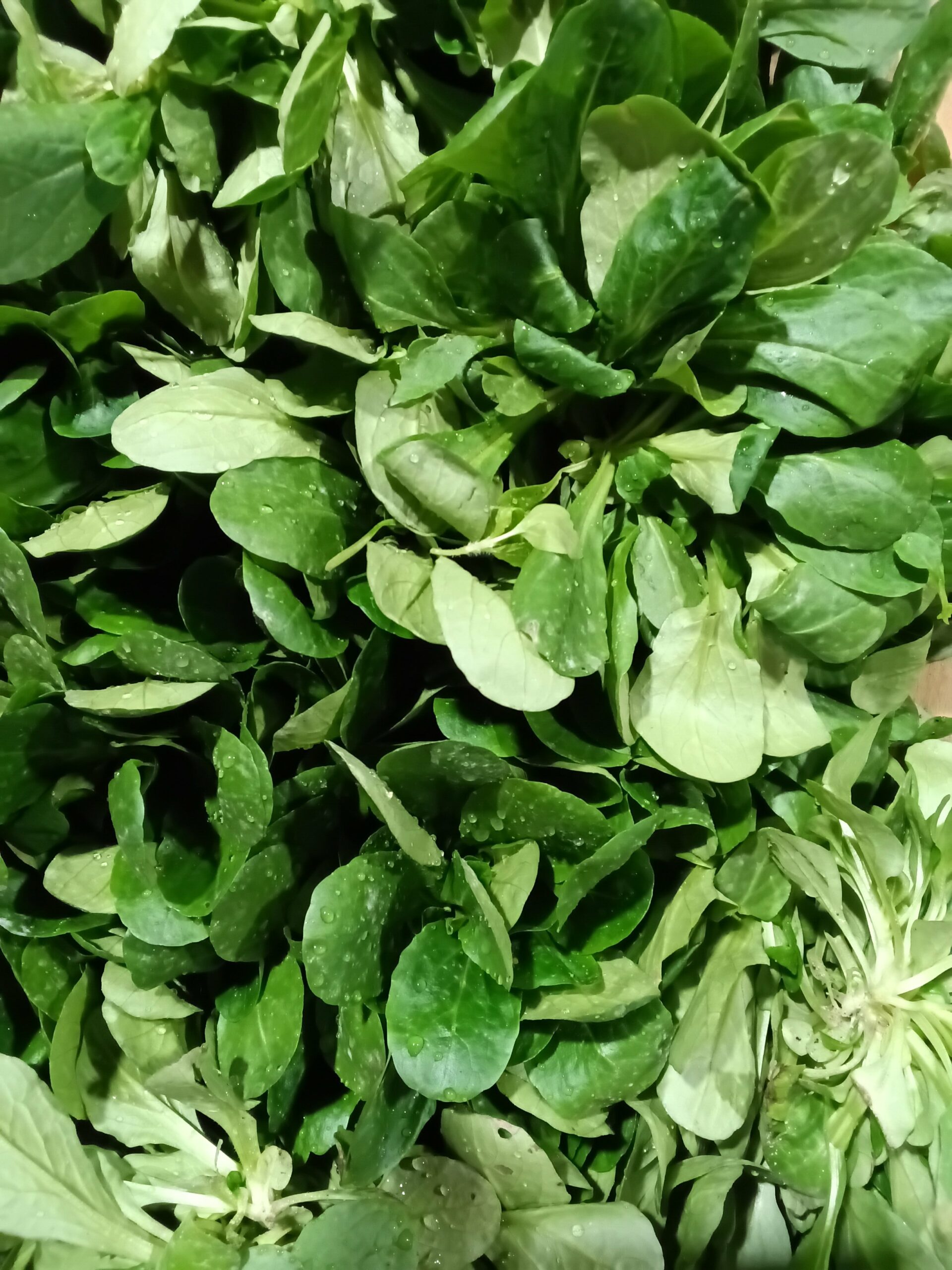 Mâche 500g